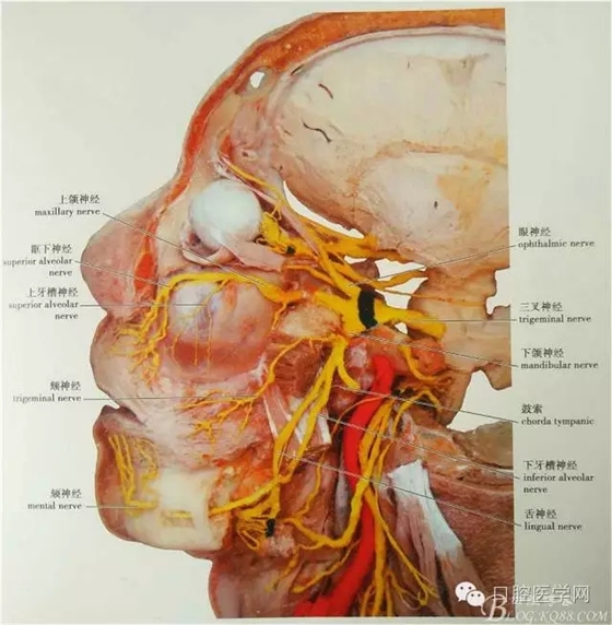 即使是老手也會失手的麻醉----下牙槽、舌、頰一次阻滯麻醉