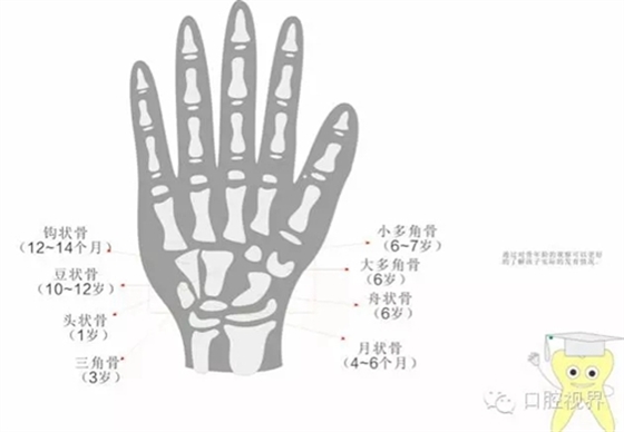 【愛牙科普知識300問】之 “口腔是怎樣形成發(fā)育和工作的？”