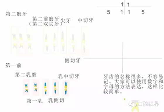 【口腔科普】愛牙從這里開始——愛牙科普知識300問（連載五）