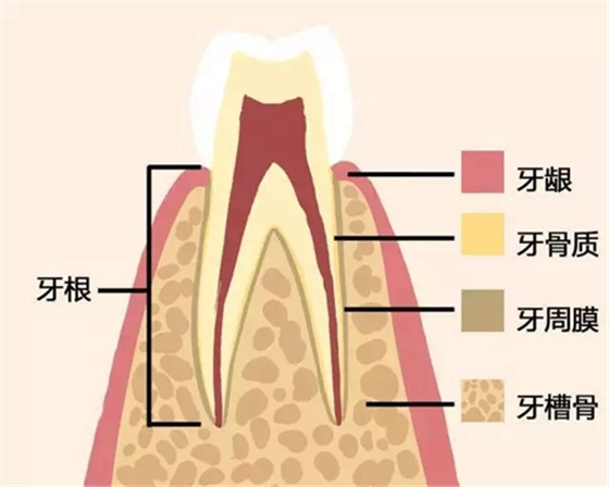 【愛牙科普】牙齒是如何脫落的…