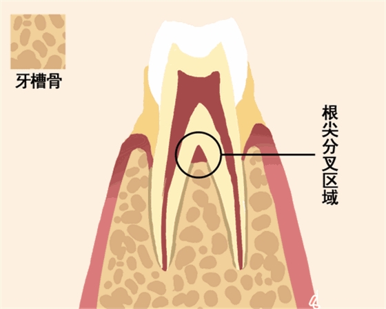 【愛牙科普】牙齒是如何脫落的…