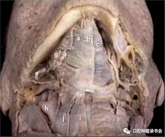 與骨增量相關(guān)的下頜區(qū)域解剖標(biāo)志（1）