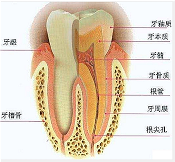 牙齒的結(jié)構(gòu)