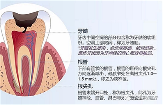 廠(chǎng)家來(lái)解說(shuō)：多頻技術(shù)的根管長(zhǎng)度測(cè)定儀