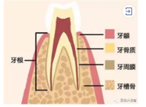 怎樣預防牙齦萎縮