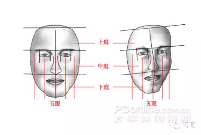 牙醫(yī)基礎(chǔ)知識(shí)：口腔頜面部應(yīng)用解剖生理