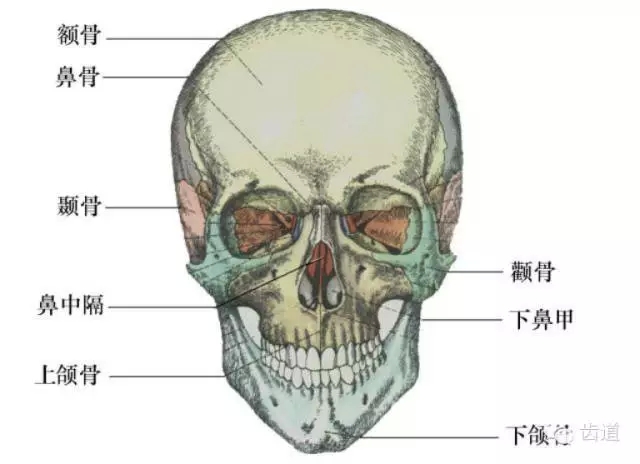 牙醫(yī)基礎(chǔ)知識(shí)：口腔頜面部應(yīng)用解剖生理