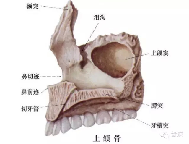 牙醫(yī)基礎(chǔ)知識(shí)：口腔頜面部應(yīng)用解剖生理