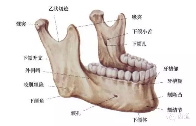 牙醫(yī)基礎(chǔ)知識(shí)：口腔頜面部應(yīng)用解剖生理