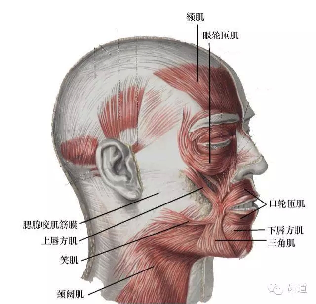 牙醫(yī)基礎(chǔ)知識(shí)：口腔頜面部應(yīng)用解剖生理