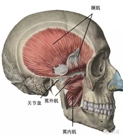 牙醫(yī)基礎(chǔ)知識(shí)：口腔頜面部應(yīng)用解剖生理