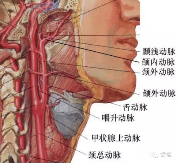 牙醫(yī)基礎(chǔ)知識(shí)：口腔頜面部應(yīng)用解剖生理