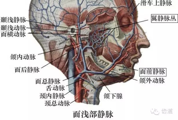 牙醫(yī)基礎(chǔ)知識(shí)：口腔頜面部應(yīng)用解剖生理