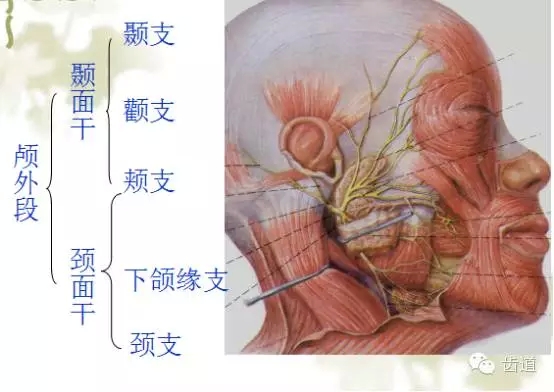 牙醫(yī)基礎(chǔ)知識(shí)：口腔頜面部應(yīng)用解剖生理