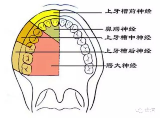 牙醫(yī)基礎(chǔ)知識(shí)：口腔頜面部應(yīng)用解剖生理