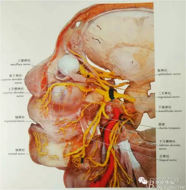 即使是老手也會失手的麻醉----下牙槽、舌、頰一次阻滯麻醉