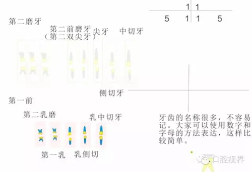 【口腔科普】愛(ài)牙從這里開(kāi)始——愛(ài)牙科普知識(shí)300問(wèn)（連載五）