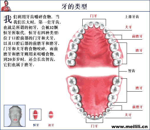 【愛牙科普】牙齒原來分這幾種類型？.gif