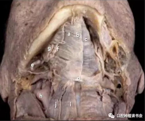 與骨增量相關的下頜區(qū)域解剖標志（1）