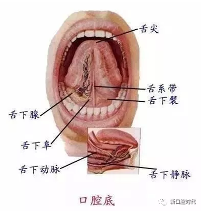 口腔科相關(guān)解剖圖