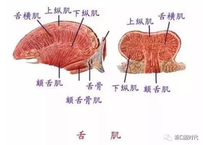 口腔科相關(guān)解剖圖