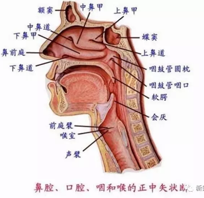 口腔科相關(guān)解剖圖