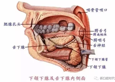 口腔科相關(guān)解剖圖