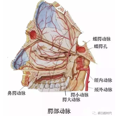 口腔科相關(guān)解剖圖