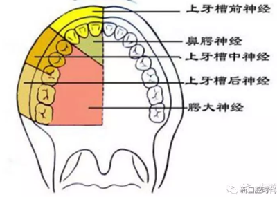 口腔科相關(guān)解剖圖