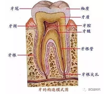 口腔科相關(guān)解剖圖