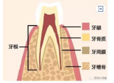 怎樣預(yù)防牙齦萎縮