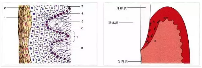 【深牙周袋治療】深牙周袋處理術(shù)式的選擇