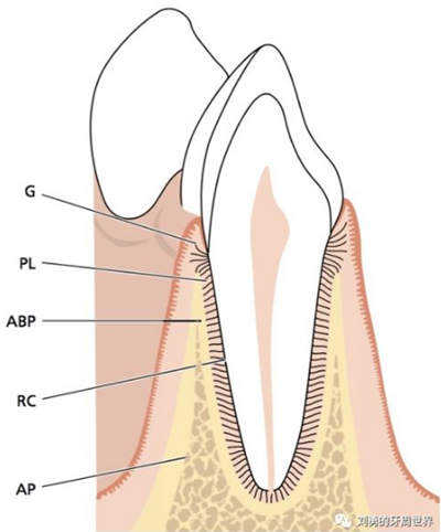 牙周解剖（一）：角化齦和附著齦爭議總結(jié)
