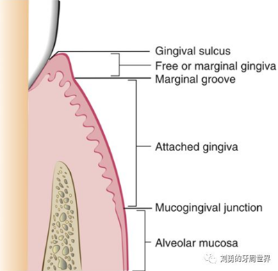 牙周解剖（一）：角化齦和附著齦爭議總結(jié)