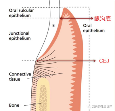 牙周解剖（一）：角化齦和附著齦爭議總結(jié)