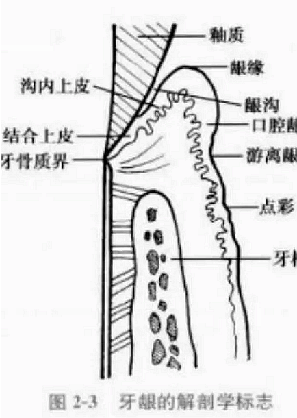 牙齦的解剖學(xué)標(biāo)志