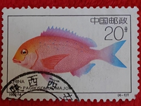 金魚